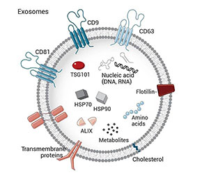 外泌体结构图
